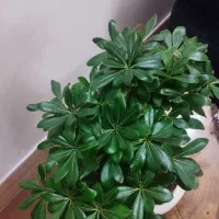 بونسای ژاپنی طبیعی|گل و گیاه طبیعی|فلاورجان, |دیوار