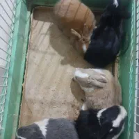 توله خرگوش موجود شد