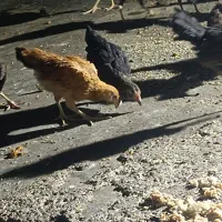 جوجه شوره ای