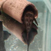 فروش لجن خوار ال۵۹