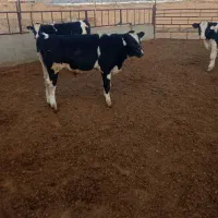 گوساله هلشتاین|حیوانات مزرعه|قنوات, |دیوار