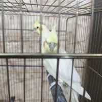 یک جفت عروس هلندی مولد لوتینو همراه با قفس