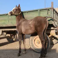 خریدوفروش اسب و پانسیون(چک معتبر)