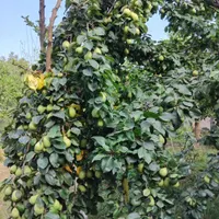 فروش گلابی مشو
