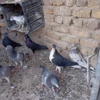 پلاکی|پرنده|بومهن, |دیوار