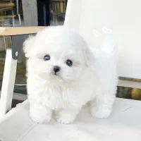 پودل فنجونی|سگ|یزد, |دیوار