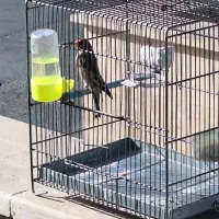 سهره دورگ جوجه قفس جفتی