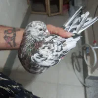 کفتر سرور یه جفت ویه نر فروشی