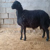 فروش فوری یک راس بره قوچ همو قره قزل