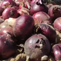 بذر پیاز بنابی تمیز شده
