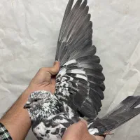 کبوتر گرفتنی نشون دار