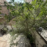 165-متر-تکواحدی-کریمخان-خردمند-شمالی