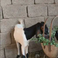 دو عدد بز ماده فروشی