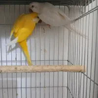 راهب مولد|پرنده|تهران, شهرک آتی شهر|دیوار