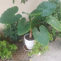 فروش گل