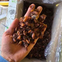 خشکبار انواع کشمش|عمدهفروشی|خلیل آباد, |دیوار