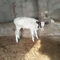 گاو سیمینتال|حیوانات مزرعه|گتوند, |دیوار