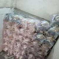 تاب طوسی سیسمونی پخش|اسباب و اثاث بچه|تبریز, |دیوار