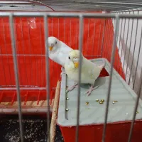 مرغ عشق معاوضه هم دارم با عروس هلندی|پرنده|نورآباد, |دیوار