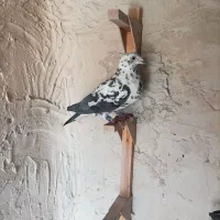 کبوتر پلاکی کشکی سینه سفید .کفتر|پرنده|خرامه, |دیوار