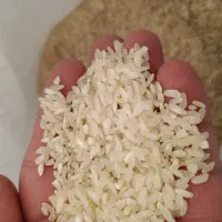 برنج کامفیروزی