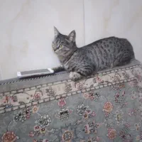 گربه گمشده