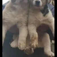 ی جفت توله روزگاری درجه یک