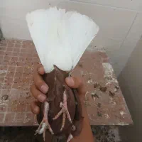 کفتر