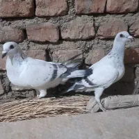سبز پولک روشن