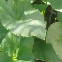 کارده تازه کیلو سی پنج تومان
