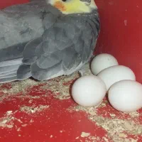 عروس هلندی مولد