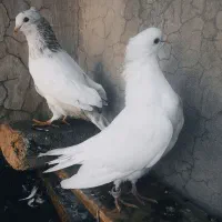 بهترین کبوتر های پرشی اصیل دور زدن بالا ۴ ساعت|پرنده|آبدانان, |دیوار