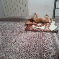 سگ به رنگ طلایی بور گم شده حوالی پارک استادان