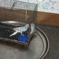 مرغ عشق معاوضه با عروس