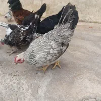 مرغ و خروس