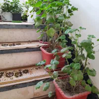 گل و گیاه|گل و گیاه طبیعی|اردبیل, |دیوار