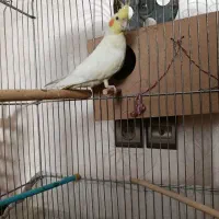 عروس هلندی ماده