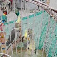 عروس هلندی|پرنده|مزرعه کتول, |دیوار