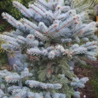 کاج نوئل ابی