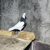 طوقی|پرنده|جرقویه, |دیوار