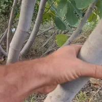 فرصت استثنایی برای دلالان وهمکاران نهال کار|خدمات باغبانی و درختکاری|گرگان, |دیوار