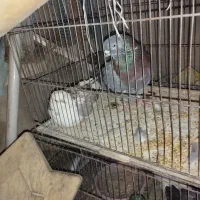 ۶ جفت کفتر پرشی خوب مفت مفت|پرنده|تهران, آذربایجان|دیوار