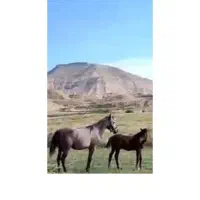 اسب مادیان درشوری