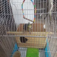 عروس هلندی|پرنده|شوش, |دیوار