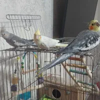 عروس هلندی دستی