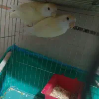 عروس هلندی طوطی برزیلی