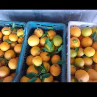 بار میچینیم تحویل میدیم