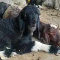 دوتا بر نر تخمی