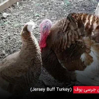 نیازمند ماده بوقلمون در بومهن