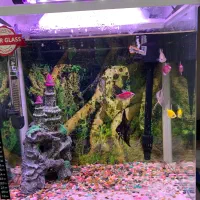 اکواریوم|ماهی|اردبیل, |دیوار